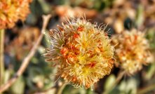  The endangered Tiehm’s buckwheat is the only plant that growns, and is limited to ten acres in the Rhyolite Ridge area. Picture courtesy the 