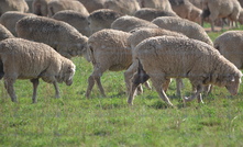 Agriculture Victoria is asking graziers to be cautious of running stock on perennial pastures following a proploned dry spell. 