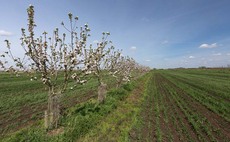 Agroforestry 'essential' for net zero targets
