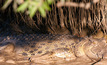 NT Gov warns people to be croc wise.