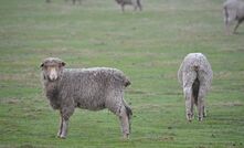 Combined LAMPBPLAN is a new genetics-based tool to help progress sheep production.