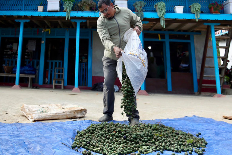 Rudraksha farming in Nepal: Prosperity meets peril as farmers chase Chinese market demand