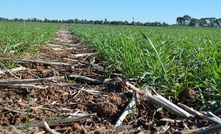  Grain growers should keep an eye on the latest Wheat Master List for next year's plantings. Picture Mark Saunders.