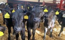 GB calf week: Calf rearing spotlight