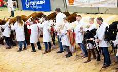 Stars of the Future Calf Show growing year on year