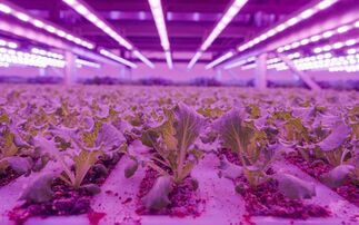 M&S debuts water-saving vertically farmed salads