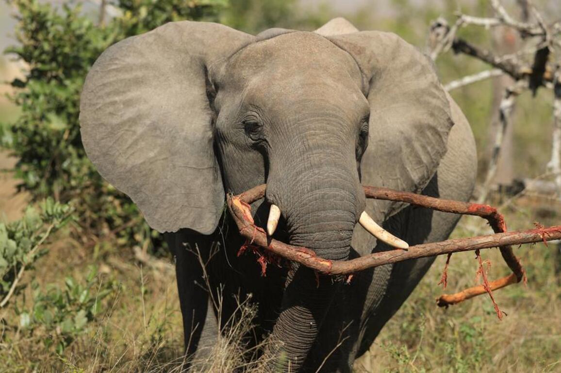 (Hello Africa) South Africa's iconic Kruger National Park enters 2nd century with legacy of conservation