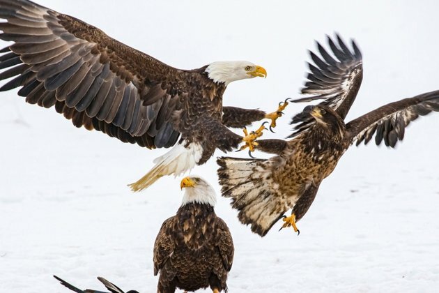 Nearly Half of US Bald Eagles Suffer Lead Poisoning