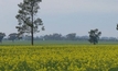 Hybrid canola could give farmers a break