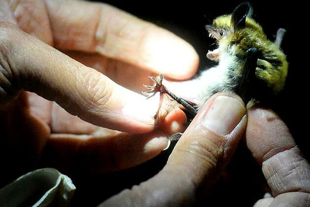 Bat found in Boulder residence tests positive for rabies
