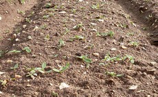 How to manage potato weed control in a wet spring