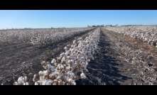  The cotton industry has announced a major shake up of its approach to disease research and development. Photo Mark Saunders.