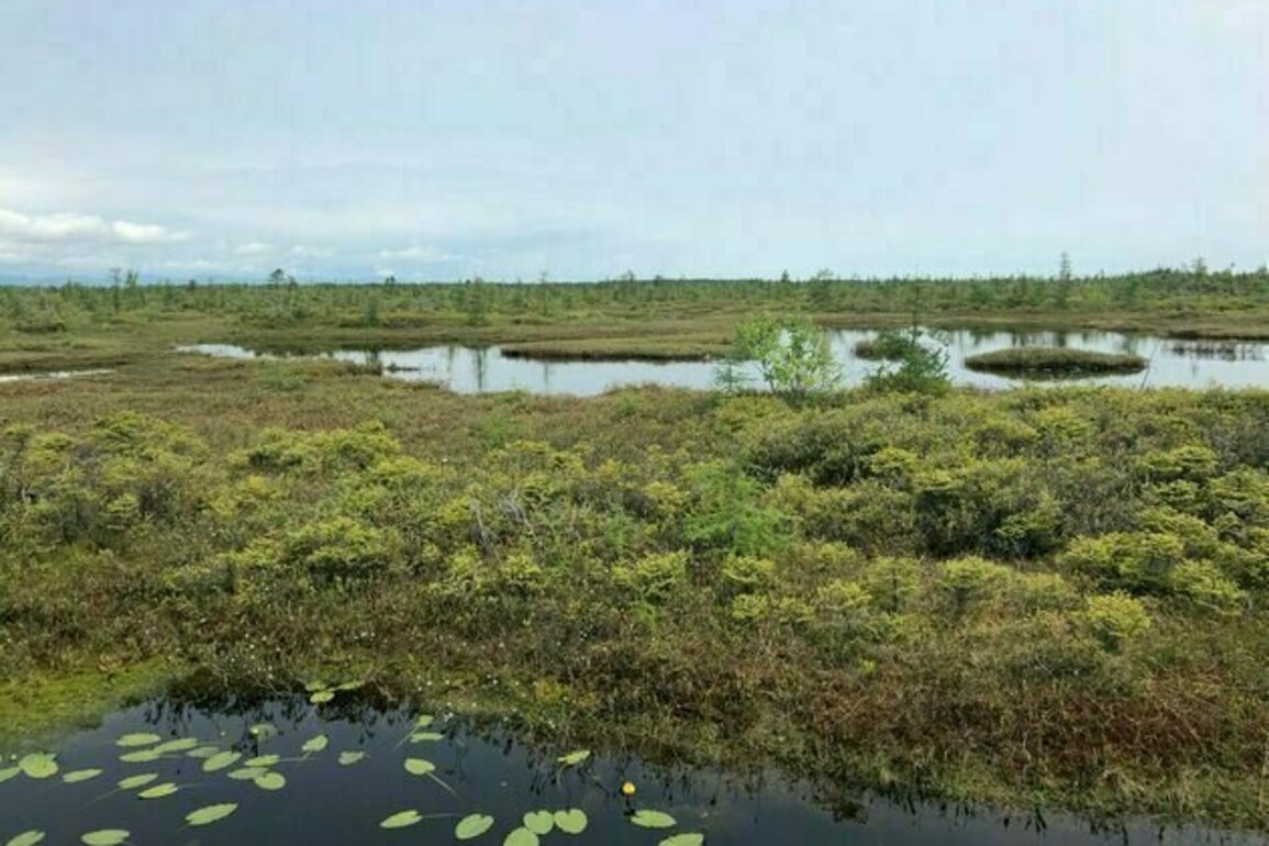 Canadian wetlands are treasures that deserve protection