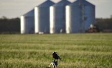 Most of fenitrothion’s current uses, including the treatment of grain storage areas, will no longer be authorised, with the risk posed to birds among the reasons cited for the restrictions.  