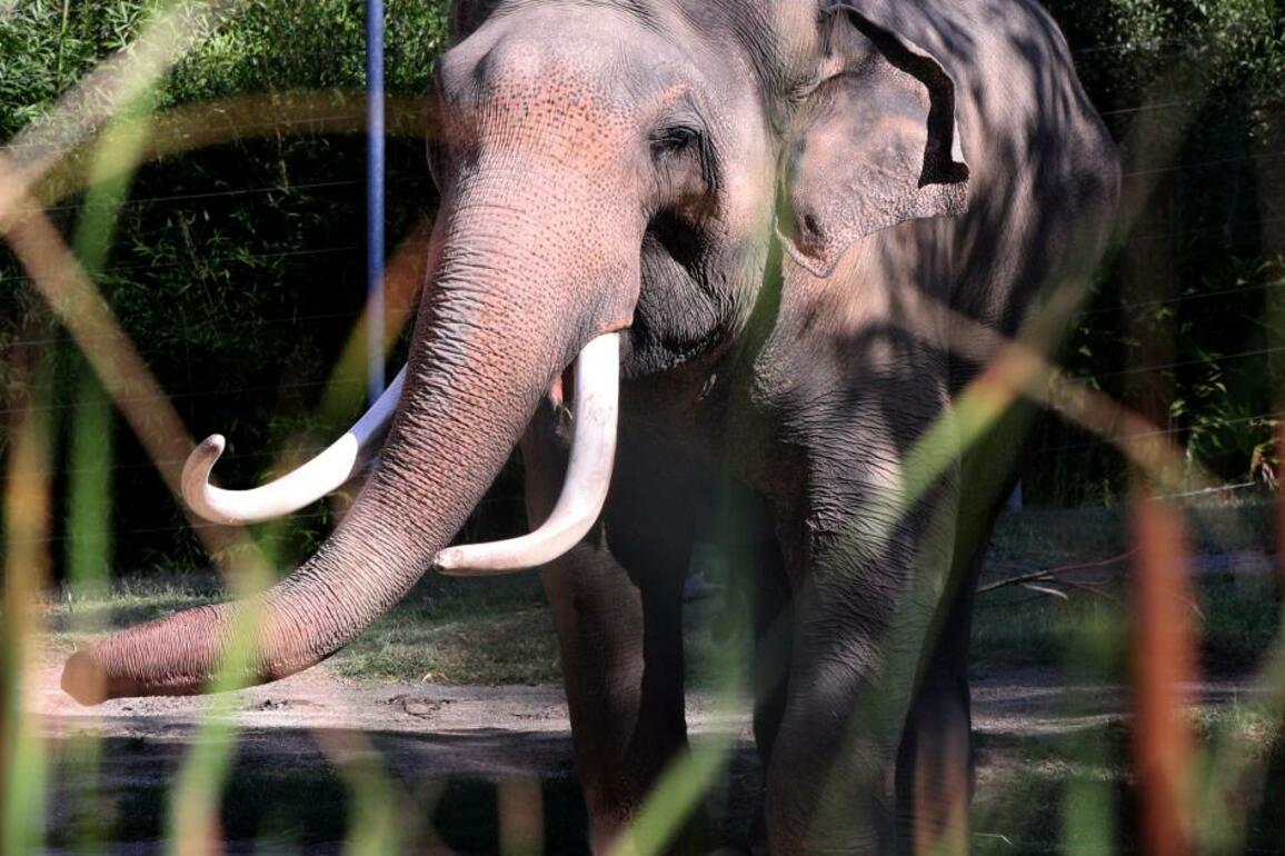 Elephants Billy and Tina whisked out of L.A. Zoo by night amid protests, arrive in Tulsa