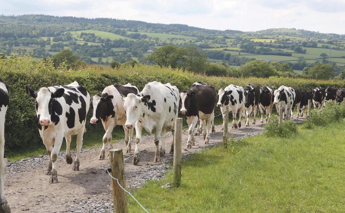 Genetic selection may help reduce lameness in cattle.