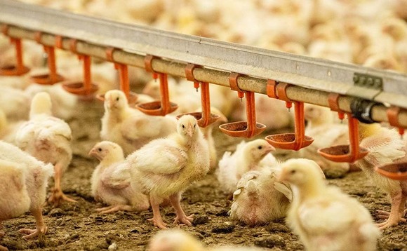 Cumbrian family farm profiting from poultry addition