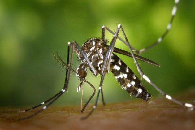 Mosquitoes with West Nile virus detected in Israel