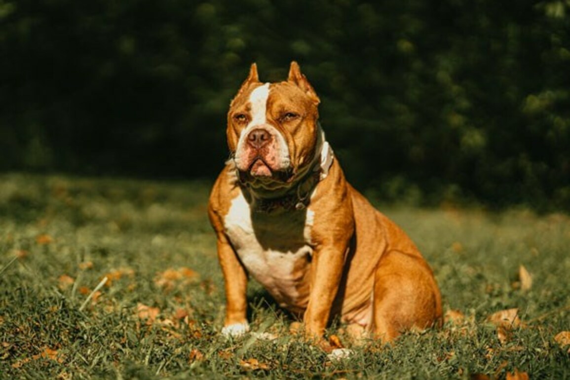 Dog Breeding Regulation Review Launched  25-04-2025