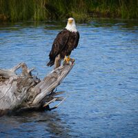 Bald eagle stops for breakfast on the East Side - Park Record