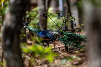 Captive-bred green peafowls naturally reproduce in China