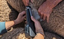 The Woven Optics wool testing instrument is a handheld device which can measure wool on or off the sheep. Credit: Ben Pullen, Woven Optics.