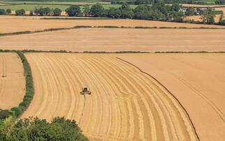 Irish grain sector reaches 'crisis point'