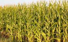 Hopes rise for reprieve for maize seed treatments