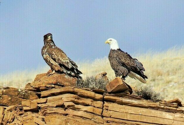 Volunteers spot 80 eagles at five USACE-Albuquerque District lakes during eagle watch surveys in January