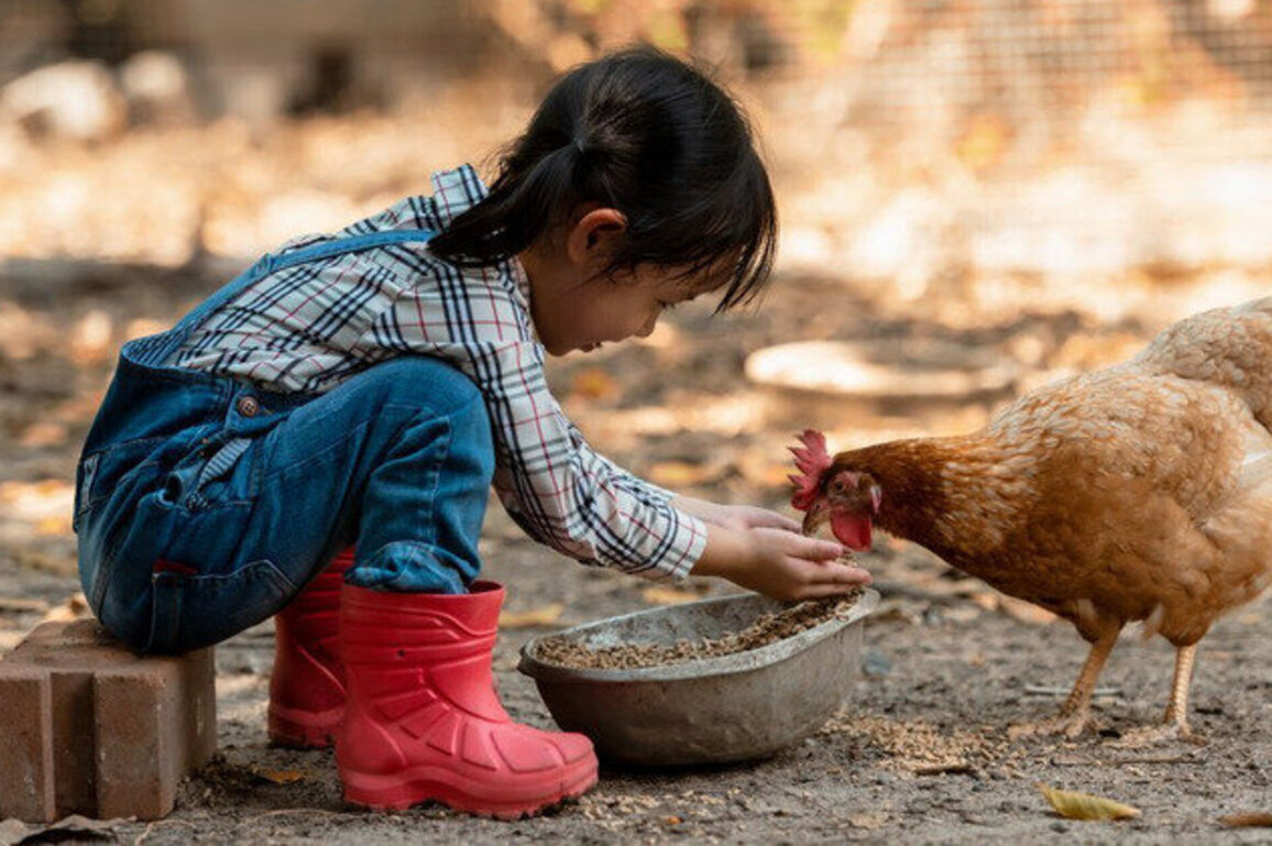 WA experts: Avoid salmonella, don't kiss chickens