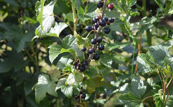 New variety of blackcurrant bred to withstand warmer winters