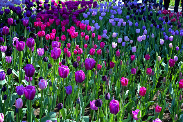 Omaha Today! Tulip Festival is in Full Bloom! - Omaha Magazine