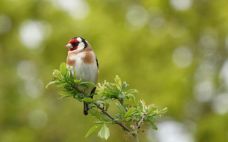 'Snail's pace progress': UK 'a country mile' from hitting '30 by 30' nature goal