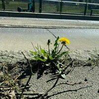 How dandelions conquered concrete to bring nature back to cities