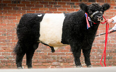 Bombay turns up the heat to 18,000gns at Castle Douglas Belted Galloway sale