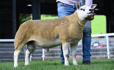 NSA Builth Ram Sale: Teilo Texels take the lead