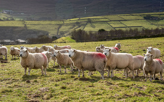 APHA resources questioned by livestock farmers with increased threat from bluetongue, schmallenberg, bird flu and ASF