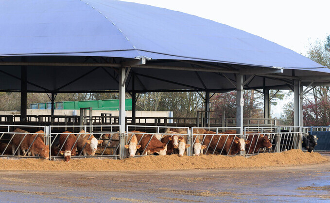 Early maturity maize key to profitable net zero beef at Leicestershire farm
