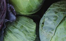 AHDB to make up to 140 redundancies as it winds down horticulture and potato operations