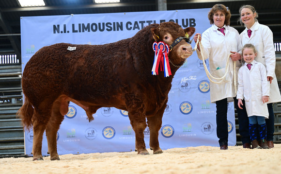 Champion bull makes 15,000gns at Ballymena