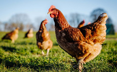 APHA's £2.3m investment into avian influenza research 