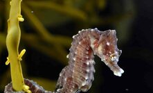 A short-snout seahorse