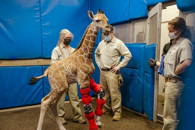 Bracing For Her Future: Baby Giraffe Fitted With Orthotic