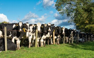 Scottish herds and cows in decline