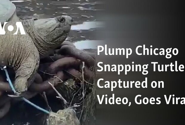 Plump Chicago Snapping Turtle Captured on Video, Goes Viral