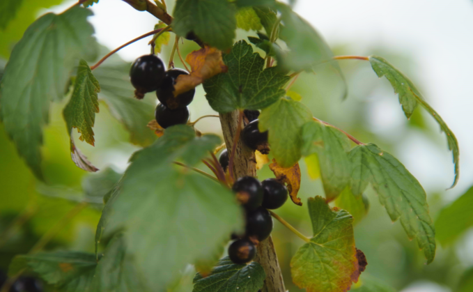 Blackcurrent growers are facing a challenging harvest