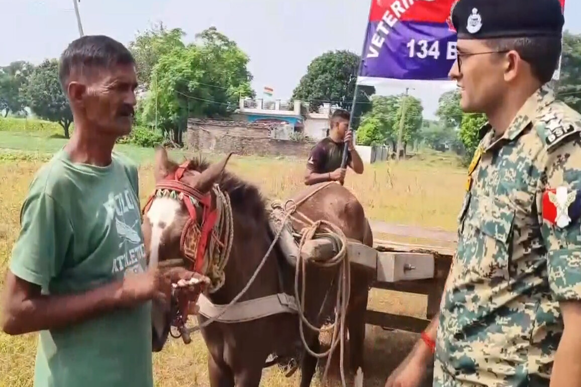 J-K: BSF organises free Veterinary Medical Camp under 'flood relief programme' in Akhnoor