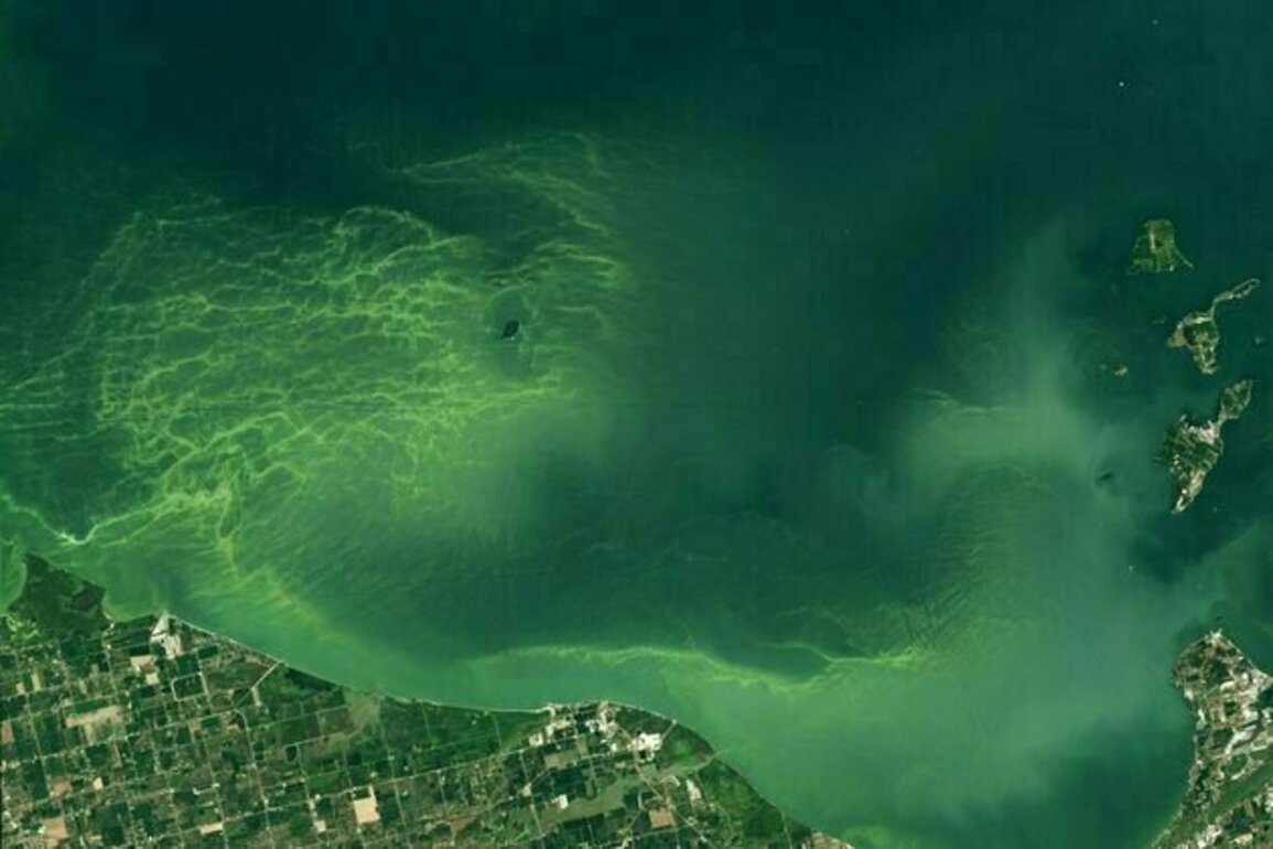 Toxic algae blooms are lasting longer than before in Lake Erie - why that's a worry for people and pets