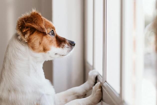 Opinion - Your pandemic pup doesnt want you to go back to the office, either