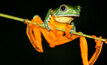 Splendid Tree Frog. Image sourced: United Nations media. 